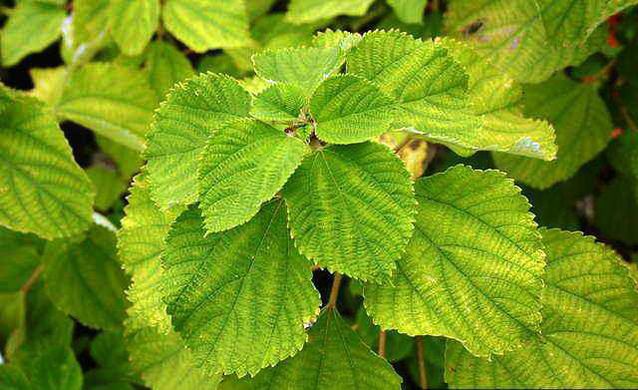  p data-id="gnc0bo6u2h">苎麻叶,中药名.