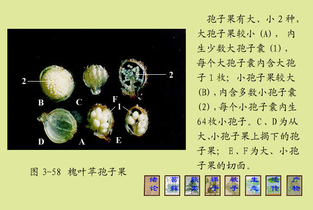  p>孢子果(sporocarp) 某些水生或湿生 a href="#" data-lemmaid="