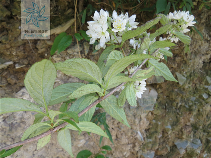  p>灌木.高约3米;老枝暗褐色.