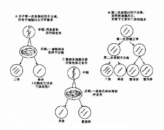  p>染色体畸变一般指染色体的较大范围的结构改变,在 a target="