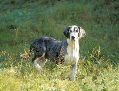  p>历史:挪威的育种家威廉·邓克尔将俄国的哈利青犬(harlequin hound