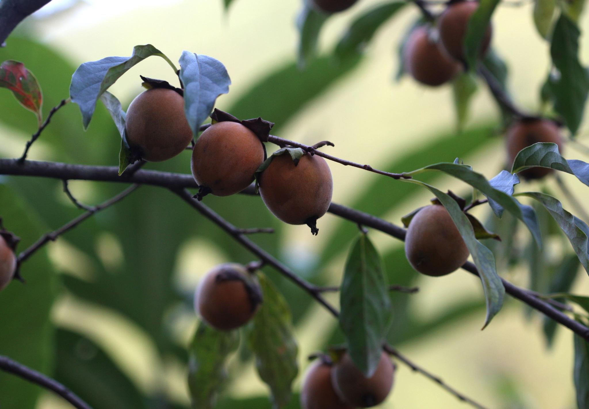 是柿科柿属植物,落叶乔木,高达17米,胸高直径达50厘米;树皮灰黑色或