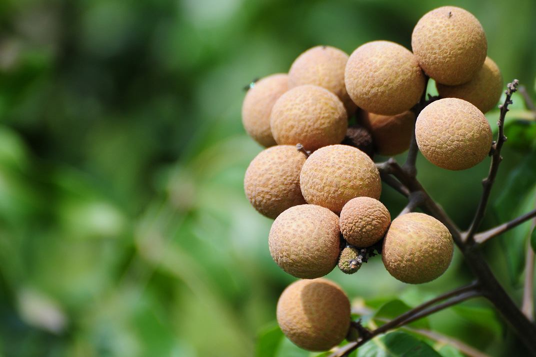 是无患子科龙眼属植物.