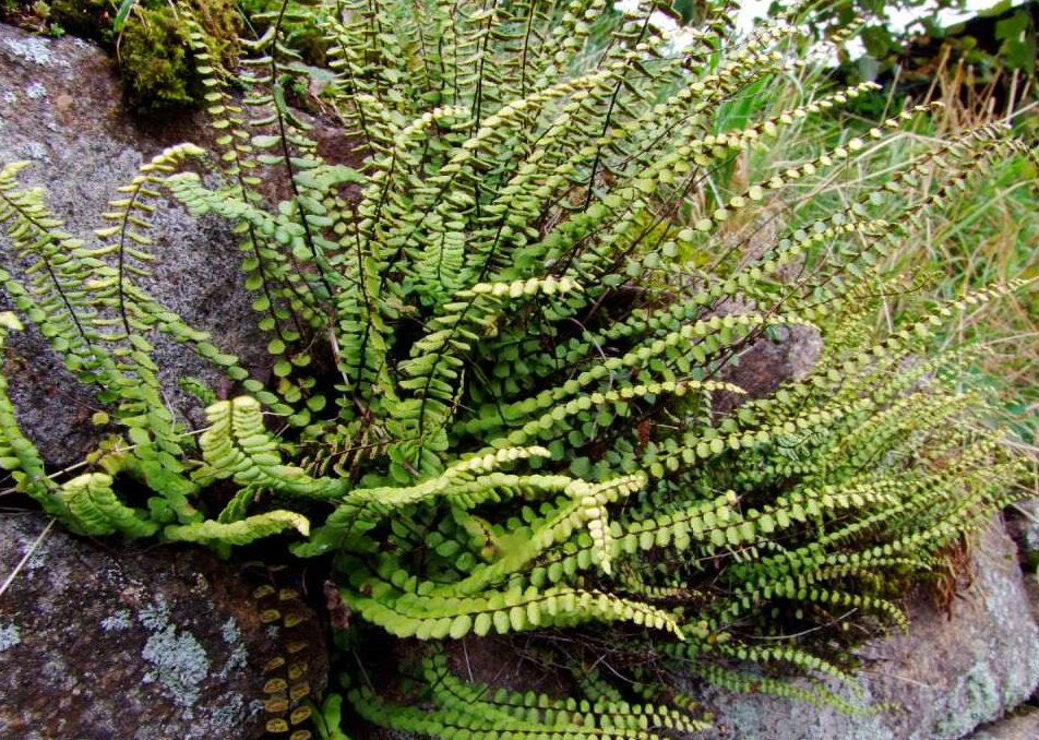  p>铁角蕨(学名: i>asplenium trichomanes  /i>l.