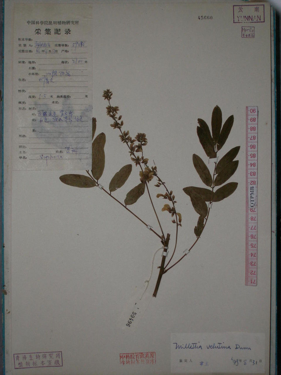  p>绒毛崖豆属于 a target="_blank" href="/item/豆科/3672199" data