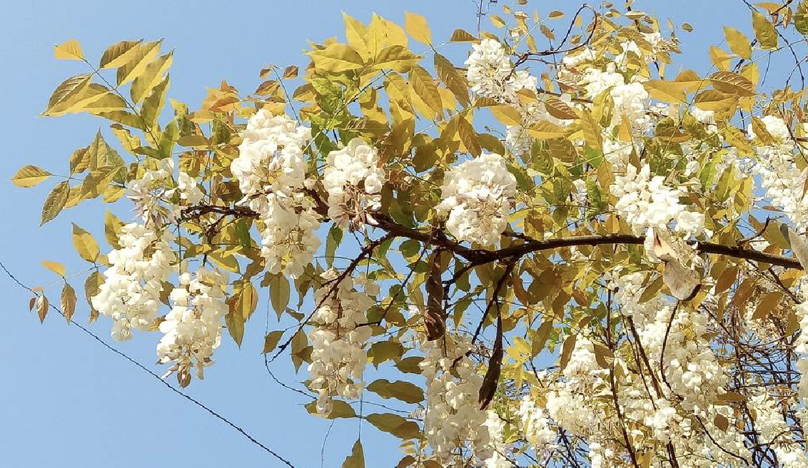 wisteria venusta rehder