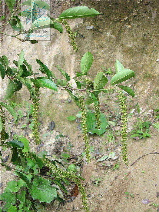  p>滇鼠刺  a href="#" data-lemmaid="6492068">昆明植物研究所 /a>