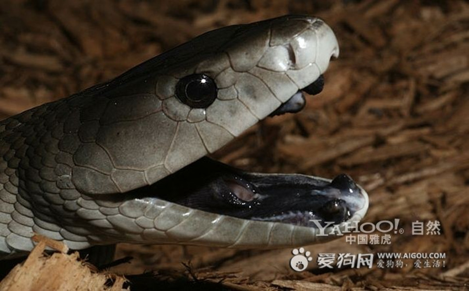  p>眼镜蛇(学名: i>naja /i>)为 a href="#" data-lemmaid="14442860"