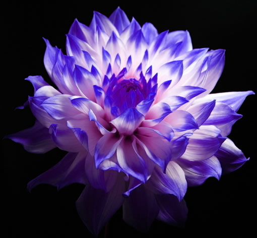  p>蓝色大丽花又叫大丽菊, a target="_blank" href="/item/天竺牡丹