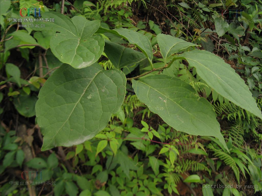 celastreae, a target="_blank" href="/item/卫矛科/8627632" data