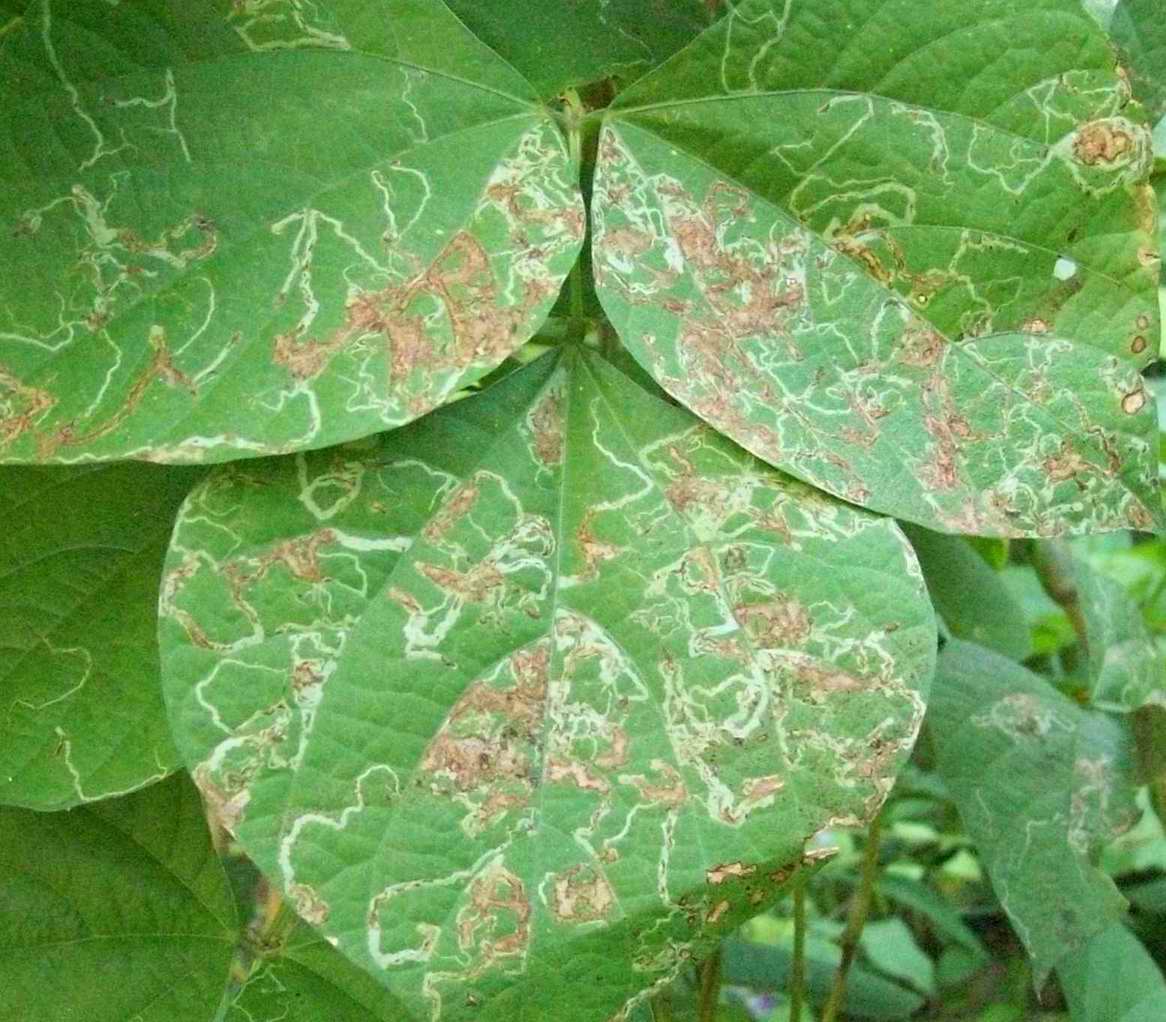  p>昆虫名,为双翅目,潜蝇科.分布甘肃,台湾等省.