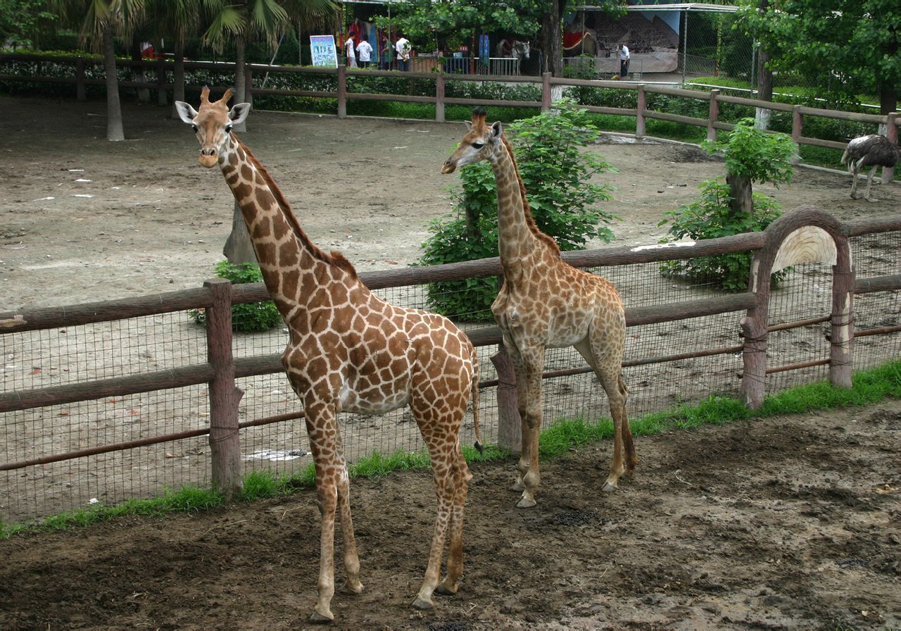 target="_blank" href="/item/成都市">成都市 /a>动物园位于四川省