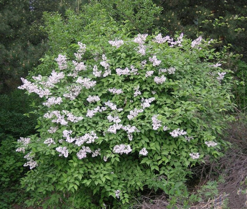 是木犀科,丁香属落直立 a href="#" data-lemmaid="1520017">灌木 /a