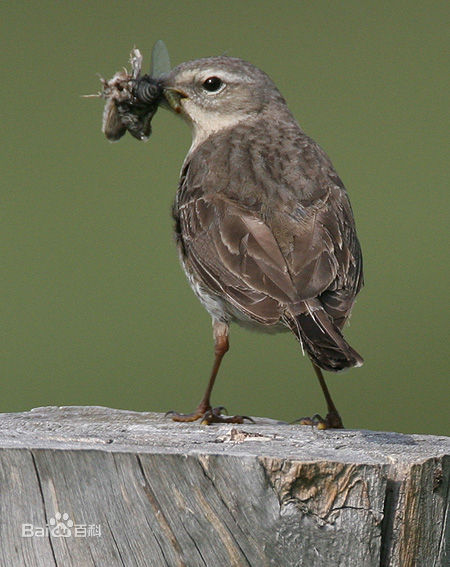 3dewjl">水鹨(学名: i>anthus spinoletta /i>)是雀形目鹡鸰科的鸟类