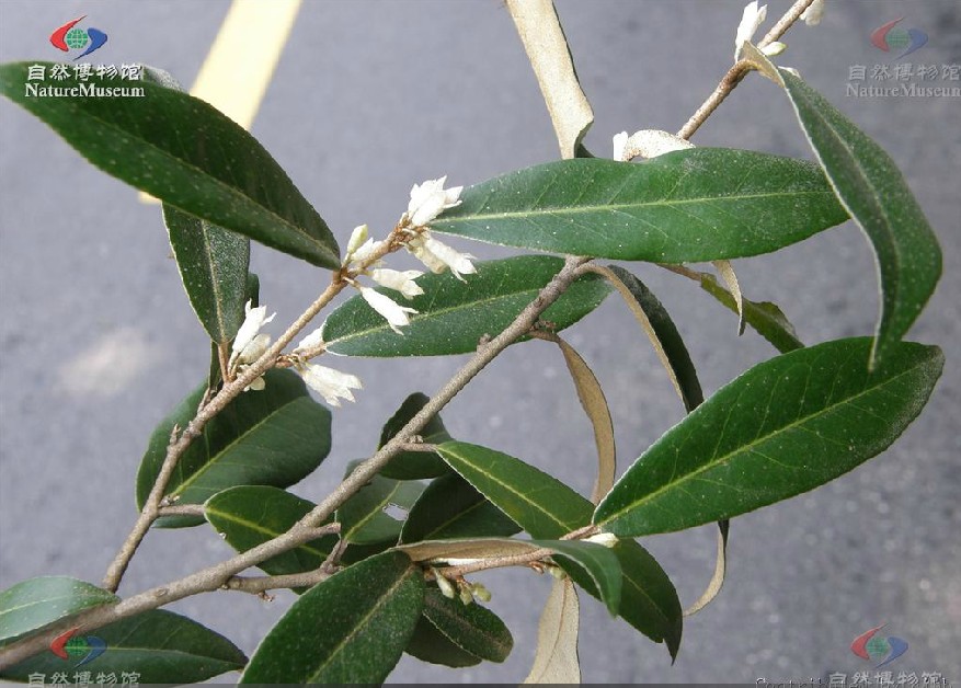 elaeagnus pungens thunb.