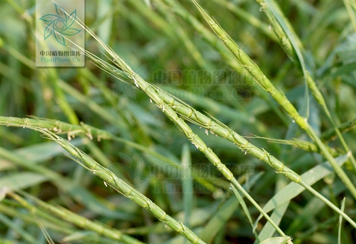  p>山羊草属(学名:aegilops linn.