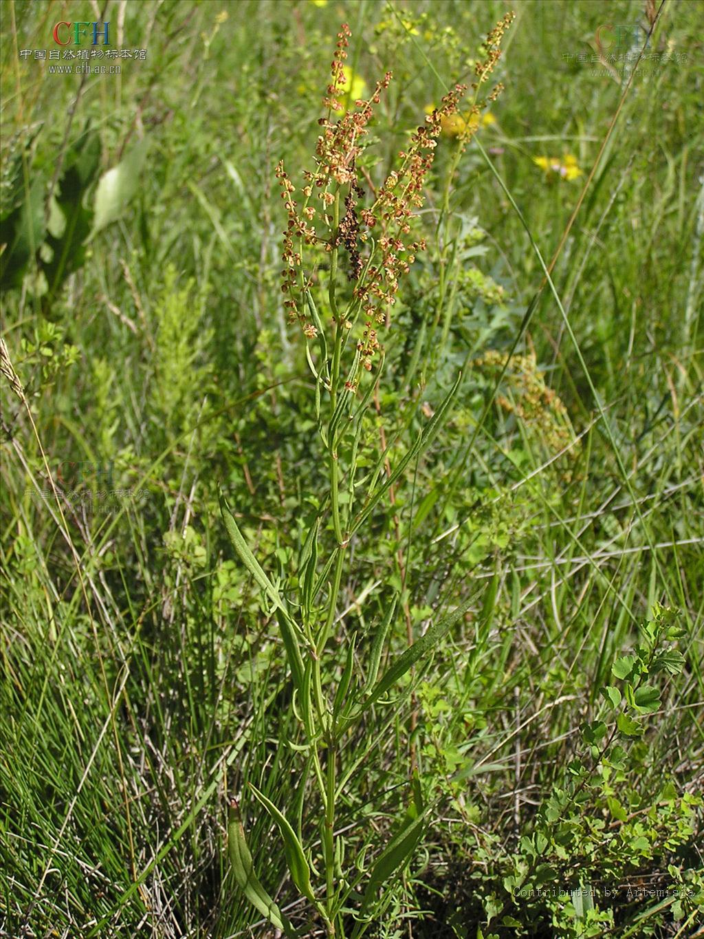  p>小酸模(学名:rumex acetosella), a href="#" data-lemmaid="