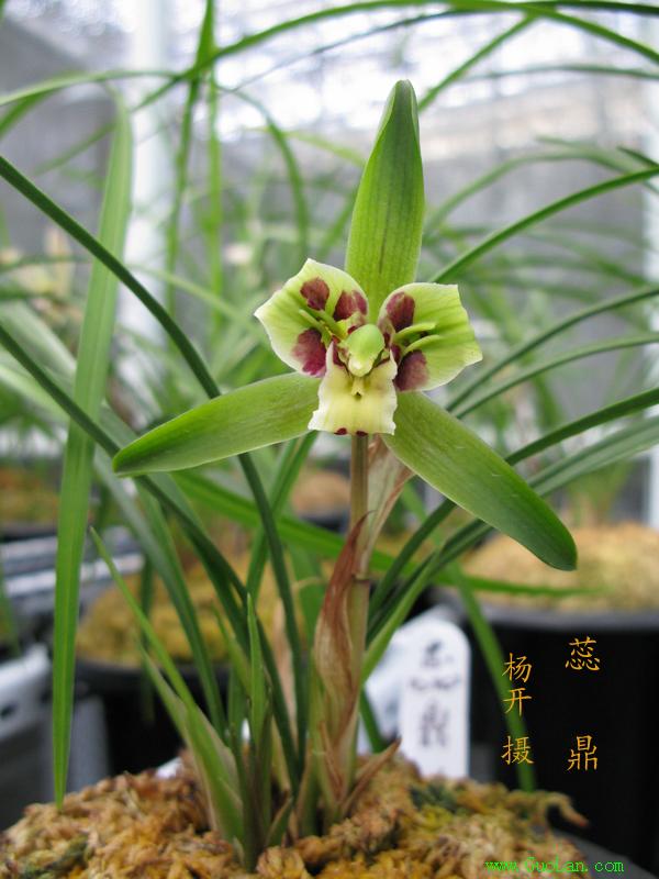  p>虎蕊兰花品种,曾用名: a href="#" data-lemmaid="3403120">虎蕊蝶