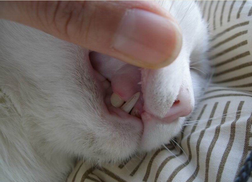 ="/item/哺乳类/7521904" data-lemmaid="7521904">哺乳类 /a>的牙齿