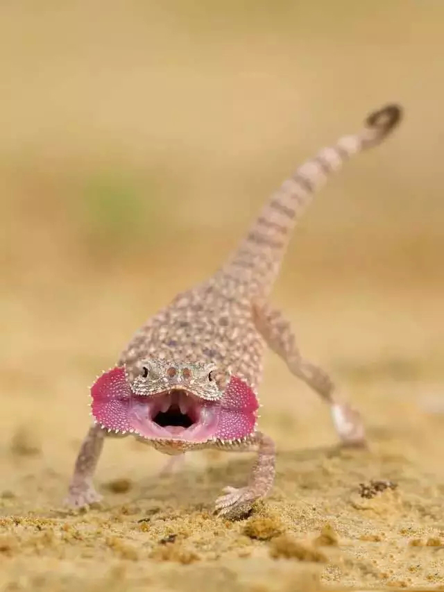  p>大耳沙蜥(学名: i>phrynocephalus mystaceus, /i>)为鬣蜥科沙蜥属