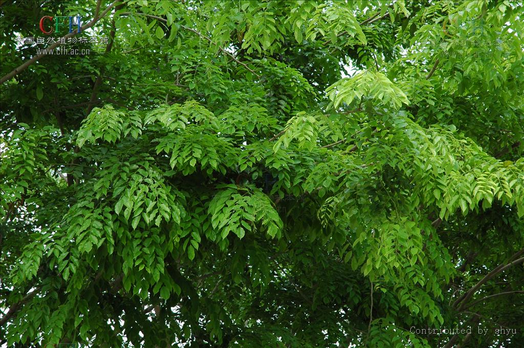 这种木材具有很强的香味,并可以持续很多年,因此被称为"蔷薇木".