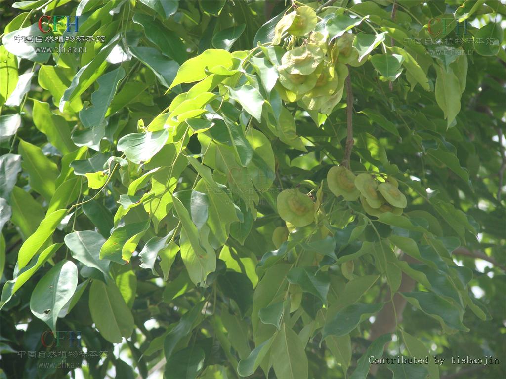 这种木材具有很强的香味,并可以持续很多年,因此被称为"蔷薇木".