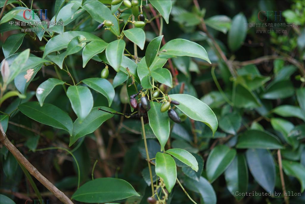  p>清香藤(拉丁文jasminum lanceolarium roxb),是木犀科, a href="#"