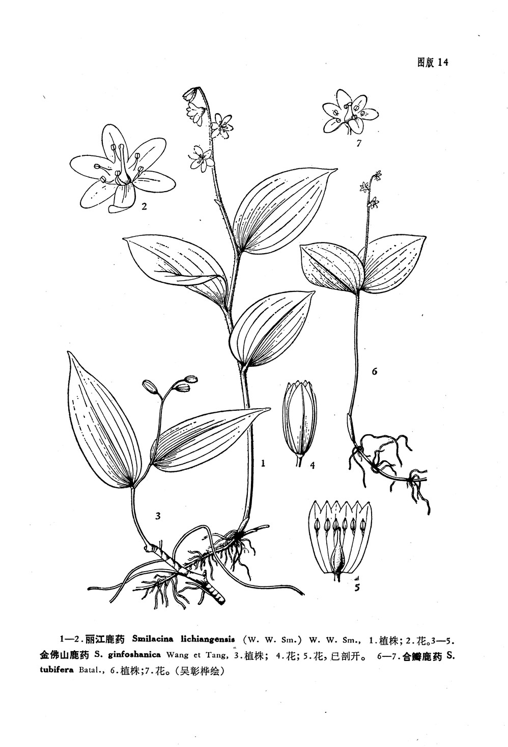 w. sm.) w. w. sm.)是百合科,鹿药属植物.