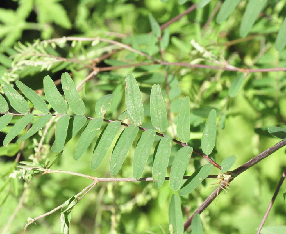 多序岩黄耆(原变种)
