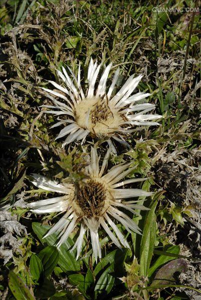 匙叶合冠鼠麴草