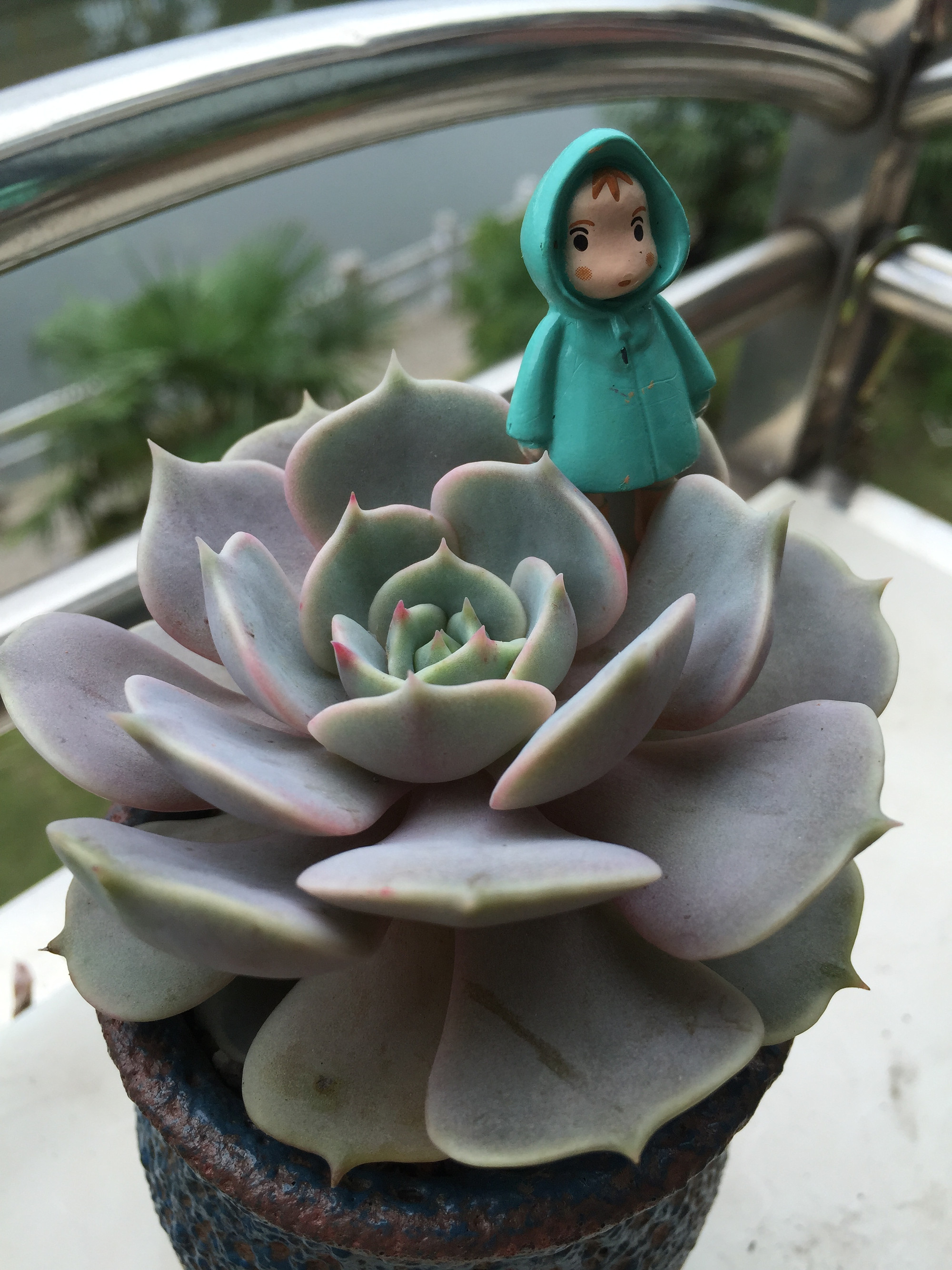  p data-id="gnbqpsa9tt">露娜莲( i>echeveria