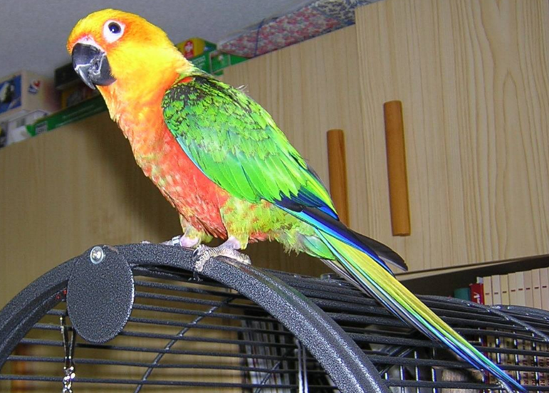  p>桔黄头鹦鹉(学名:pyrilia pyrilia),又称桔黄头鹦哥.