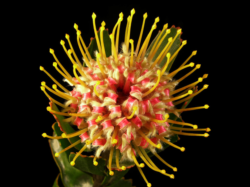 >(narcissus), a href="#" data-lemmaid="13506">郁金香 /a>(tulipa)