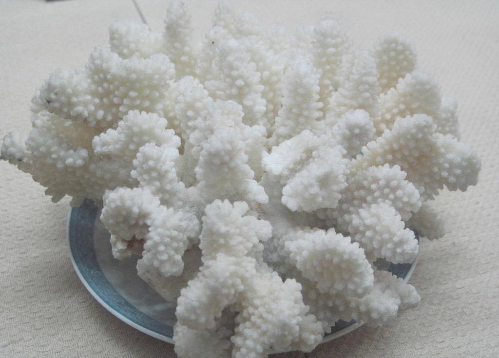  p>这种珊瑚总是单独的,并有一个 a href="#">正方形 /a>到 a href="