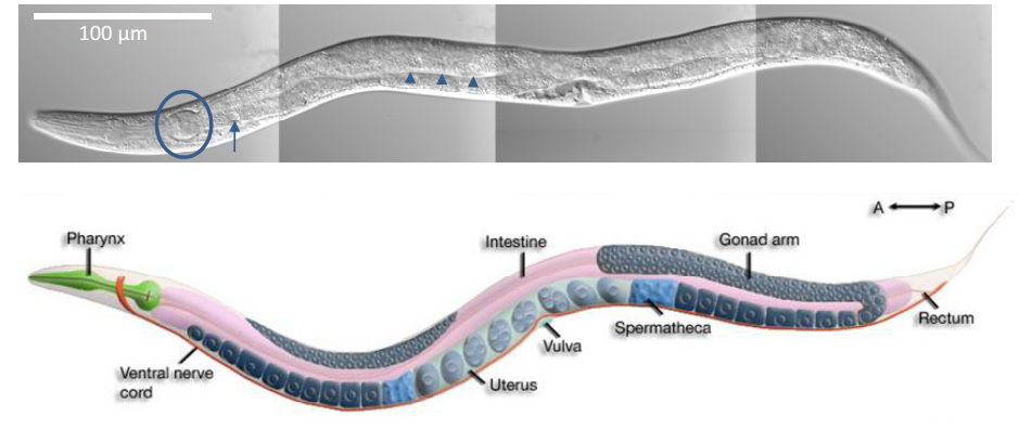 p>秀丽隐杆线虫(caenorhabditis elegans,c.