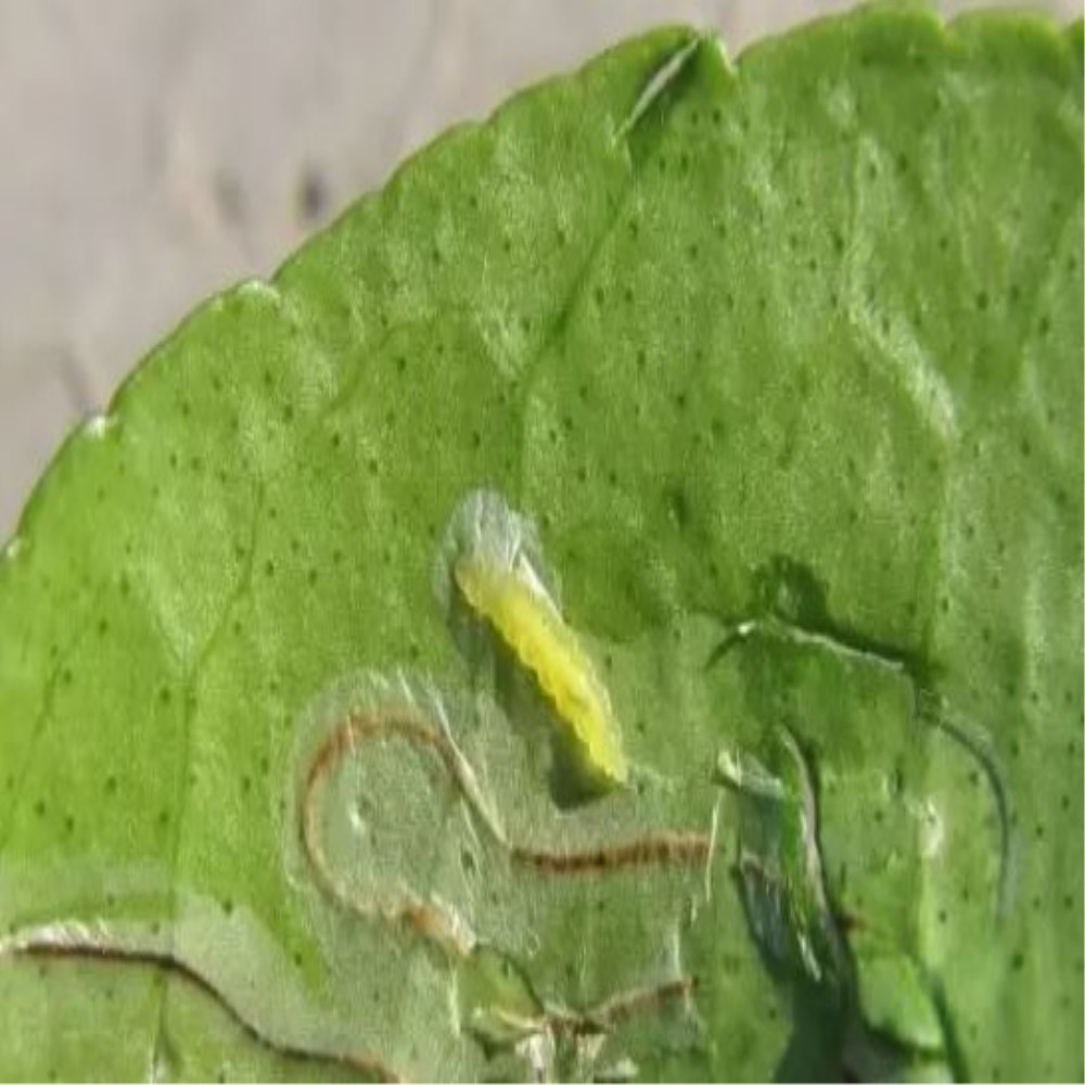  p>柑橘潜叶蛾是昆虫名,属鳞翅目,潜叶潜蛾科( i>phyllocnistis