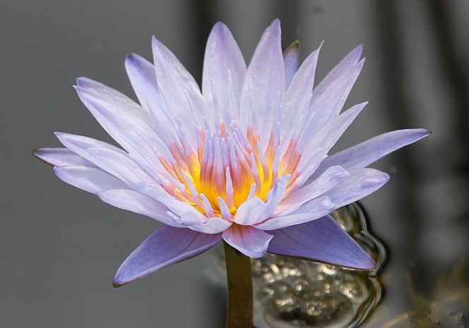 nymphaea bagdad
