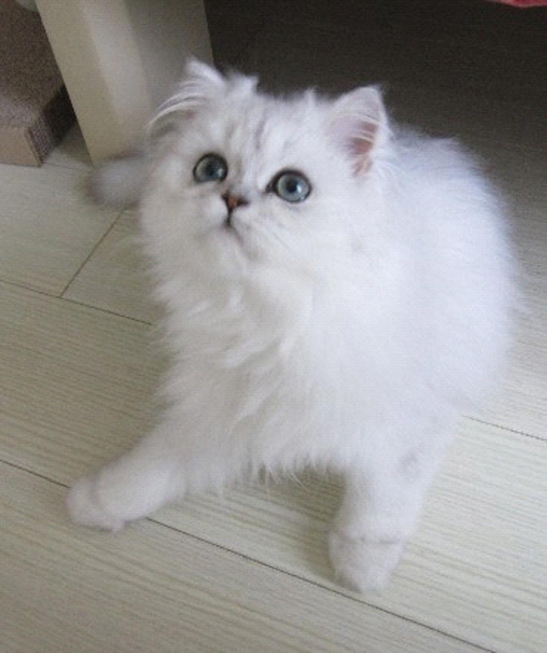  p> a> b>金吉拉 /b>猫 /a>, a href="#">英文 /a>名为chinchilla