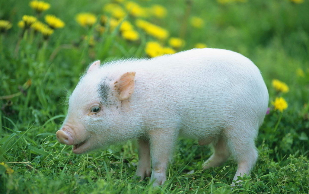  p>斯格猪原产于 a target="_blank" href="