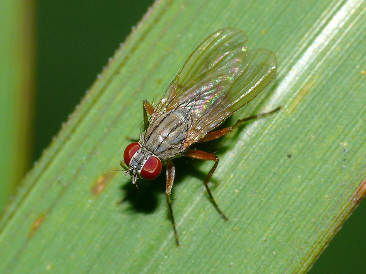  p>舍蝇: a target="_blank" href="/item/蝇