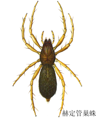  p>昆虫名,为蜘蛛目(araneae),管巢蛛科.分布于管巢蛛科.