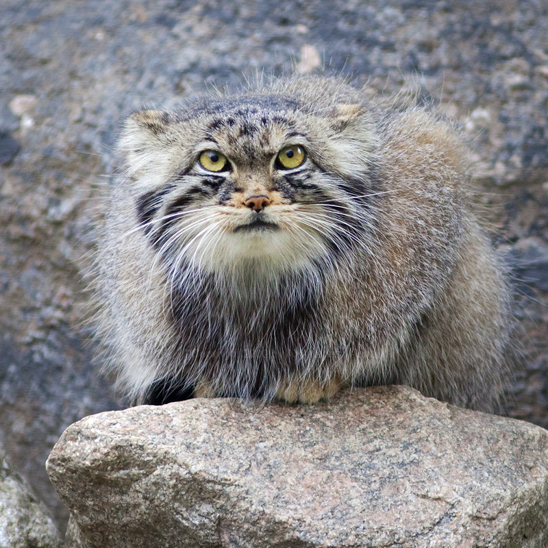  p>兔狲 a href="#">指名亚种 /a>是体形粗短,大小似家猫,体重2～3