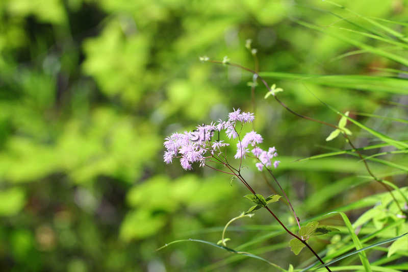  p>华南马尾杉(学名:phlegmariurus austrosinicus (ching) l. b.