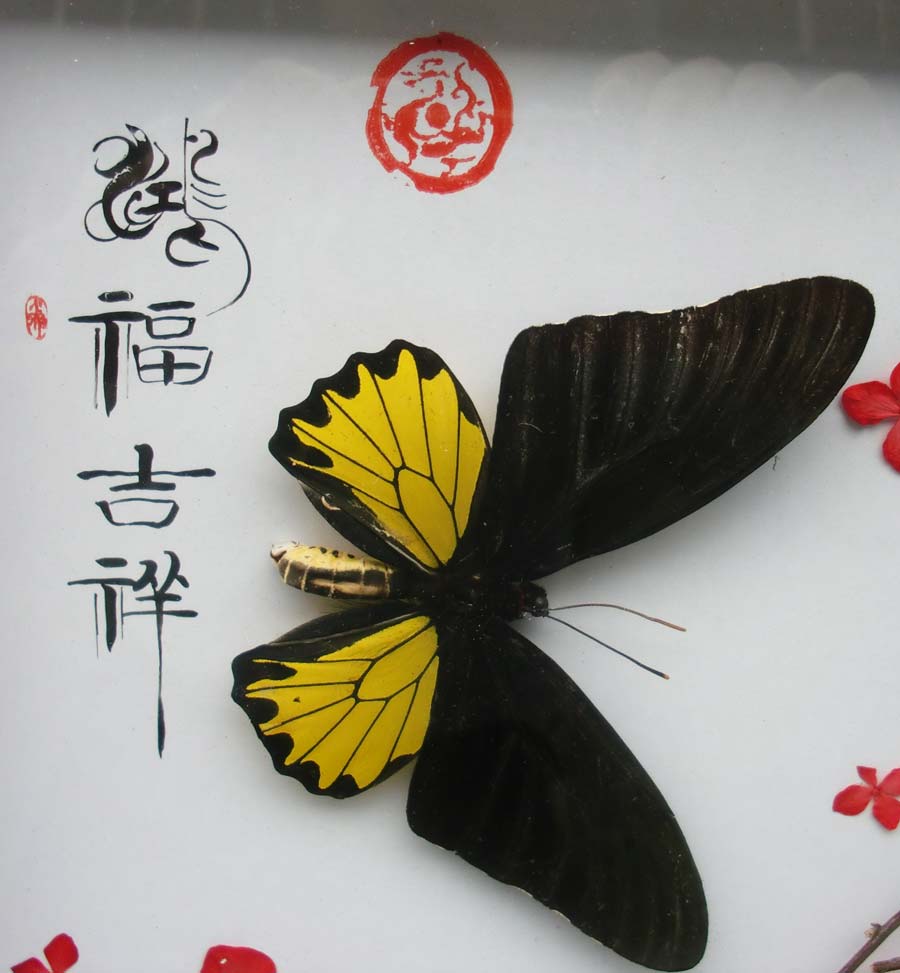 troides helena tabuchii