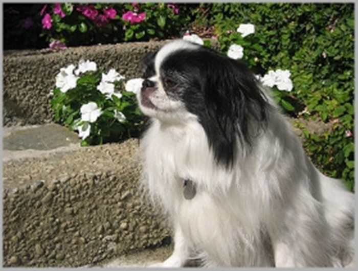 ctrid="tiohxutkx3va">日本狆是极小型犬<