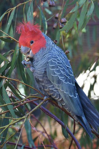  p>红冠凤头鹦鹉(学名: i>callocephalon fimbriatum /i>):体长33-37