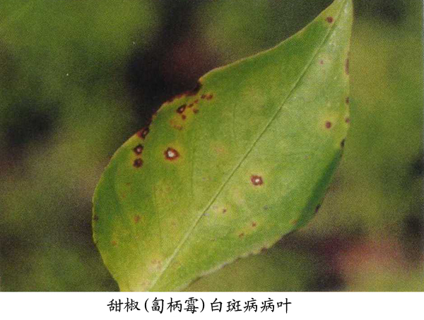 甜椒白斑病