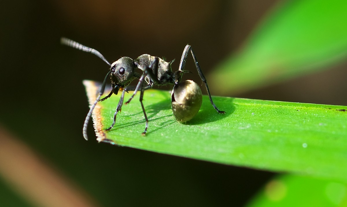 蚂蚁搜索_蚂蚁搜索引擎1080p 蚂蚁搜刮_蚂蚁搜刮引擎1080p（蚂蚁搜索器） 磁力资讯
