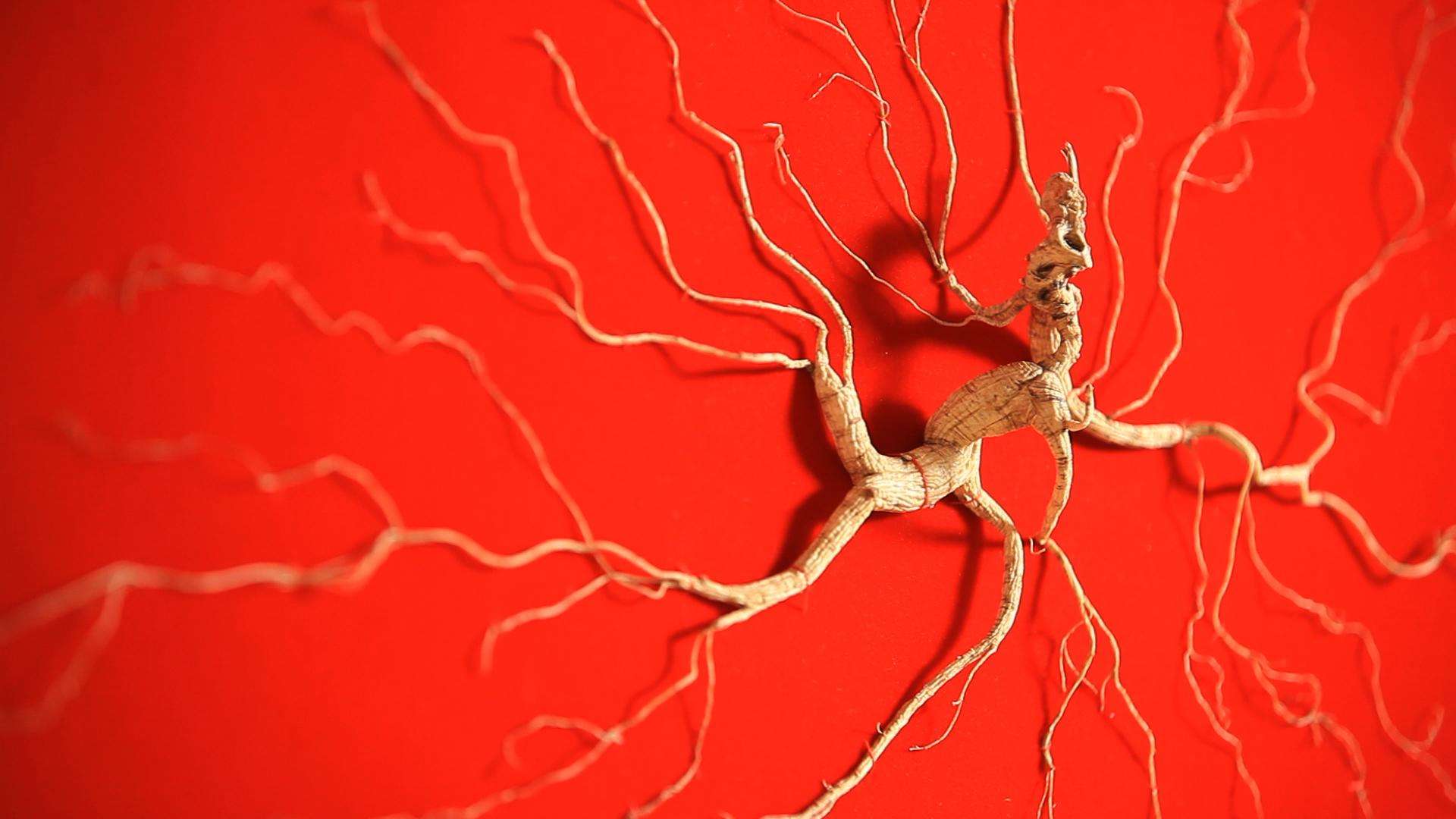  p>吉林长白山人参, a href="#" data-lemmaid="129609">吉林省 /a>