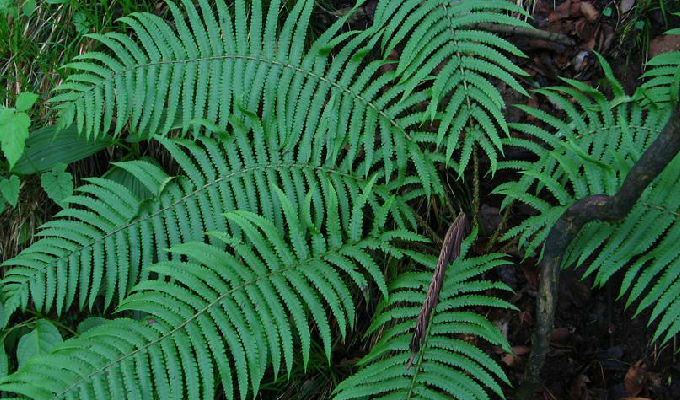  p>荚果蕨属(学名:matteuccia todaro)是蕨科的一个属.